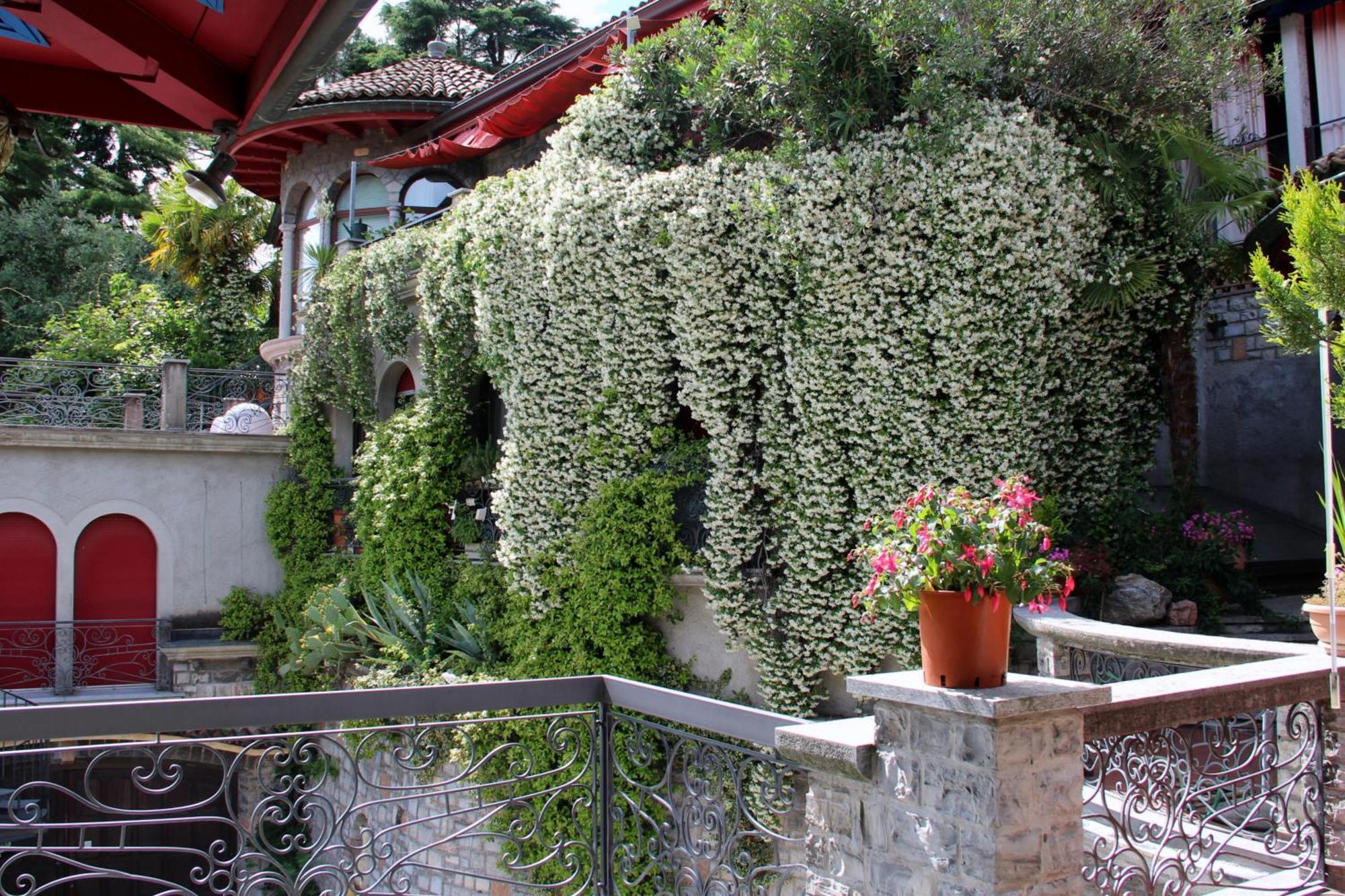 Barony Olive 2 Personen Mit Hund Apartment Lugano Exterior photo
